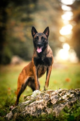 Étalon Berger Belge - vounda des feux farouches