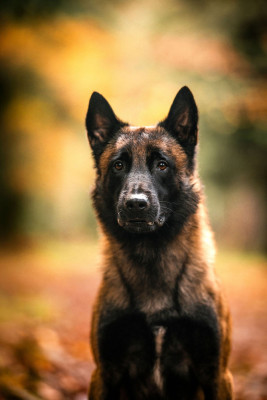Étalon Berger Belge - ulk des feux farouches
