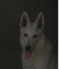 Étalon Berger Blanc Suisse - Atlas Du Domaine Des Beautés Divines