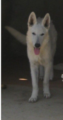 Étalon Berger Blanc Suisse - Aladdin Du Domaine Des Beautés Divines