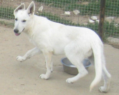 Étalon Berger Blanc Suisse - Anora Du Domaine Des Beautés Divines