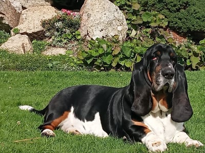 SERGENT ROSKO du domaine de kérouant