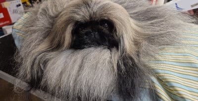 Étalon Pekinois - Un joli coeur de la vallée des rubis de la Vallée des Rubis