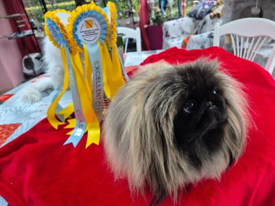 Étalon Pekinois - Hanna venecija Venecija hanna