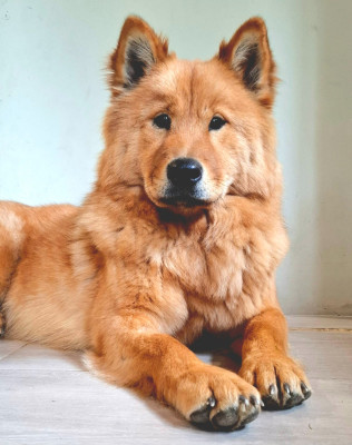 Étalon Eurasier - Vaï Ariel Des Terres d'Orya