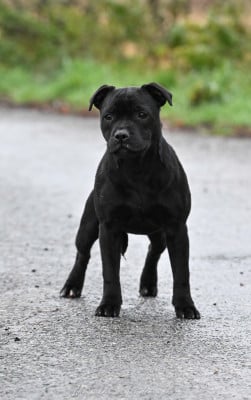 Étalon Staffordshire Bull Terrier - A Queen Still a Queen de la Roche de l'Empereur