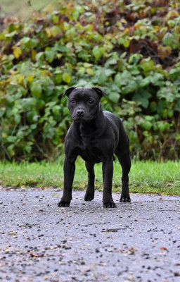 Étalon Staffordshire Bull Terrier - Angel Heart de la Roche de l'Empereur