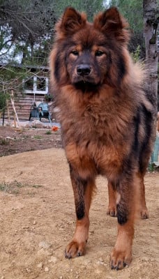 Étalon Eurasier - Vaï Jasmine Des Terres d'Orya