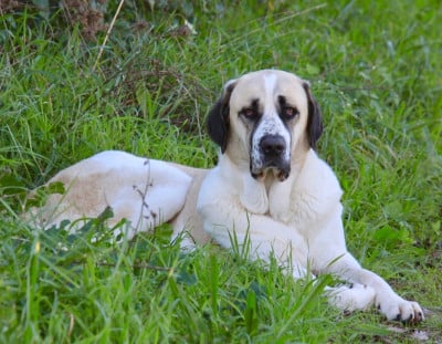 Étalon Cao de Gado Transmontano - CH. ROSINHA DA CASA DO CARVALHAL