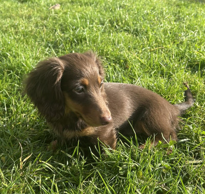 Étalon Teckel poil long - Abby des pierres de jade
