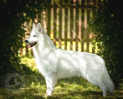 CH. Kingdom of björn vom weissen birkenstolz