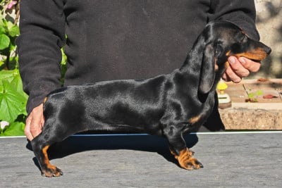 Étalon Teckel - Devils Rock Albertine