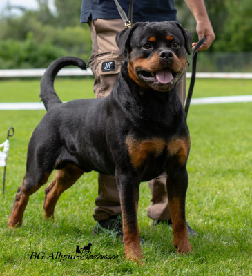 Étalon Rottweiler - Lennock Vom hause neubrand
