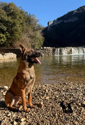 Étalon Berger Belge - Varegue Du Chemin Des Complices