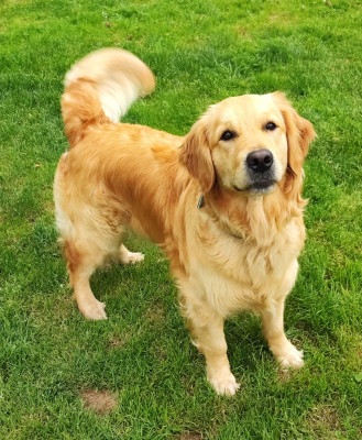 Étalon Golden Retriever - Una Bella Des Bois Ronflants