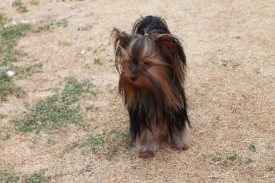 Étalon Yorkshire Terrier - Valda Du Val De Clavernau