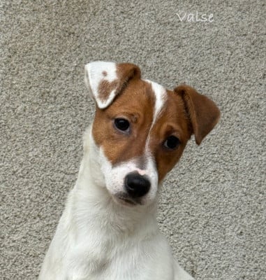Étalon Jack Russell Terrier - Valse du Domaine de la Clairiere aux Loups