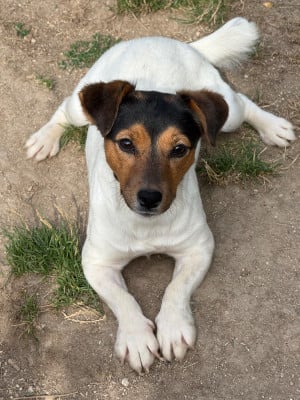 Étalon Jack Russell Terrier - Vaya con dios Des as du roc