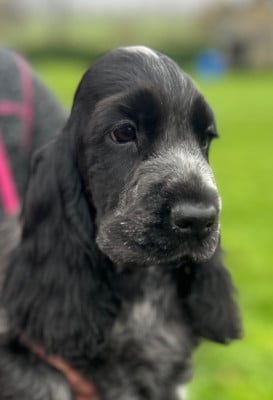 Étalon Cocker Spaniel Anglais - Aqua Blue of loving Star