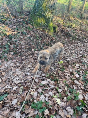 Étalon Border Terrier - vidocq Des gardiens d attila