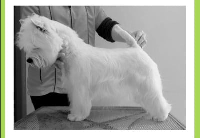 Étalon West Highland White Terrier - Trésor Du moulin de labatut