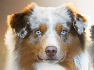 Saké du pic d espade du pic d’espade