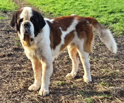Étalon Chien du Saint-Bernard - Titus (Sans Affixe)