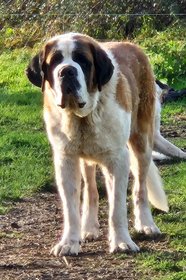 Étalon Chien du Saint-Bernard - Vaiko Du Missy's Ranch