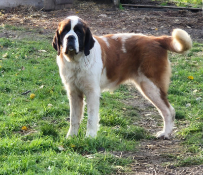 Étalon Chien du Saint-Bernard - Viva Du Missy's Ranch