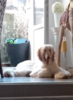 Étalon Levrier afghan - Viggo Du chemin des dames imperiales