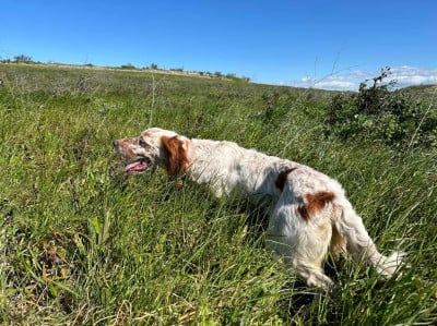Étalon Setter Anglais - Stella Du Sous Bois De Balmette