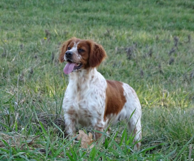 Étalon Epagneul Breton - STAR De la plaine marat