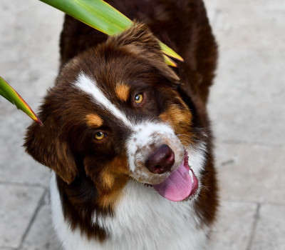 Étalon Berger Australien - CH. Thais Red Du Paradis Sauvage De Menestruel