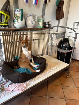 Étalon Basenji - Varape du domaine d emavina varape du domaine d emavina schmitt emeline