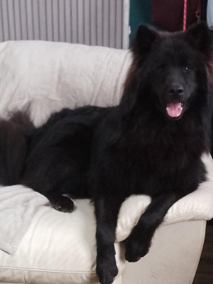 Étalon Eurasier - Vador Des Geants Du Sault