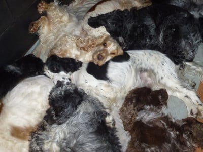 Étalon Cocker Spaniel Anglais - Valse Du taillis du houx