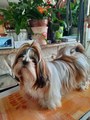 Étalon Shih Tzu - Roxane Du Domaine Du Jardin Des Roses