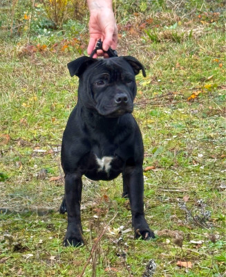Étalon Staffordshire Bull Terrier - Addiction fatale Des Rebelles Chic