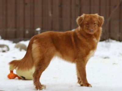 Étalon Retriever de la Nouvelle-Ecosse - JUMMY De Anrit