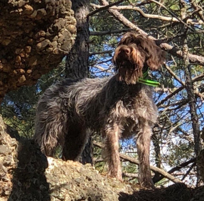 Étalon Griffon d'arrêt à poil dur Korthals - KIRA DE COGOLLOS Titre Initial