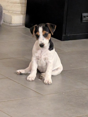 Étalon Jack Russell Terrier - ABBY de la pinkinerie
