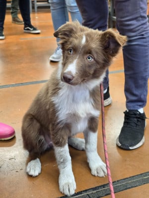Étalon Border Collie - Athéna des Lacs de la Cote d'Argent