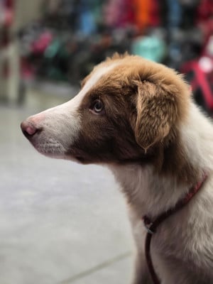 Étalon Border Collie - Aragorn des Lacs de la Cote d'Argent