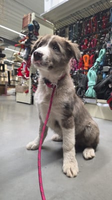Étalon Border Collie - Anakin Skywalker des Lacs de la Cote d'Argent