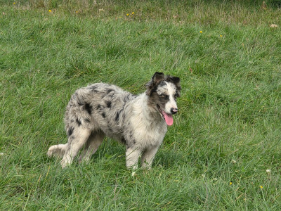 Étalon Border Collie - Arwen des Lacs de la Cote d'Argent