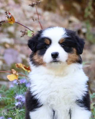 Étalon Berger Américain Miniature - Apple of my Eye du chemin des korrigans
