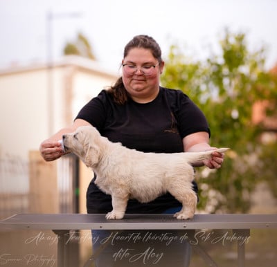 Étalon Golden Retriever - Always Trust My Heart De L'Héritage De Sok'aulnays