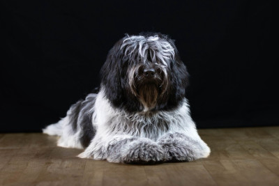 Étalon Schapendoes - A DREAM KISS - aka NUKKA du Jardin aux Eglantines