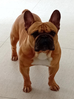 Étalon Bouledogue français - Thor Du square du p’tit QuinQuin