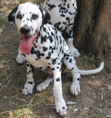 Archie d'Orval Hills